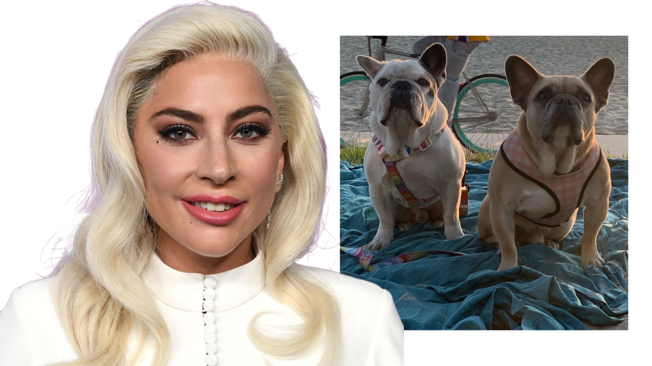 U.S. Marshals Seek Man Mistakenly Freed in Shooting of Lady Gaga’s Dog Walker